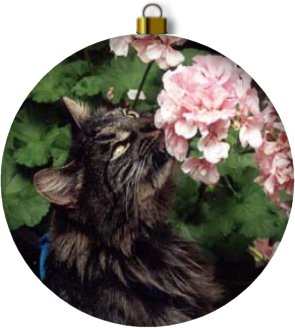 My Mom's Cat Sam, he loves to eat the petals off of flowers!
